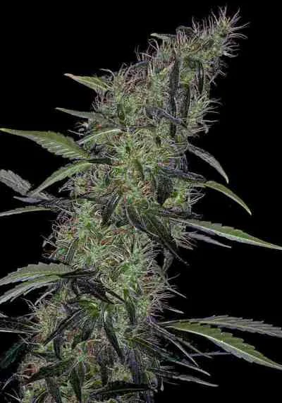 Somango 47