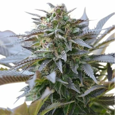 Cbd Candy Dream