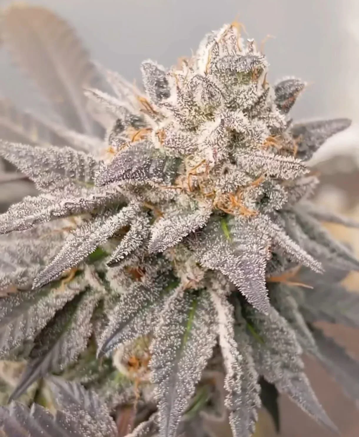 Bahama Gas