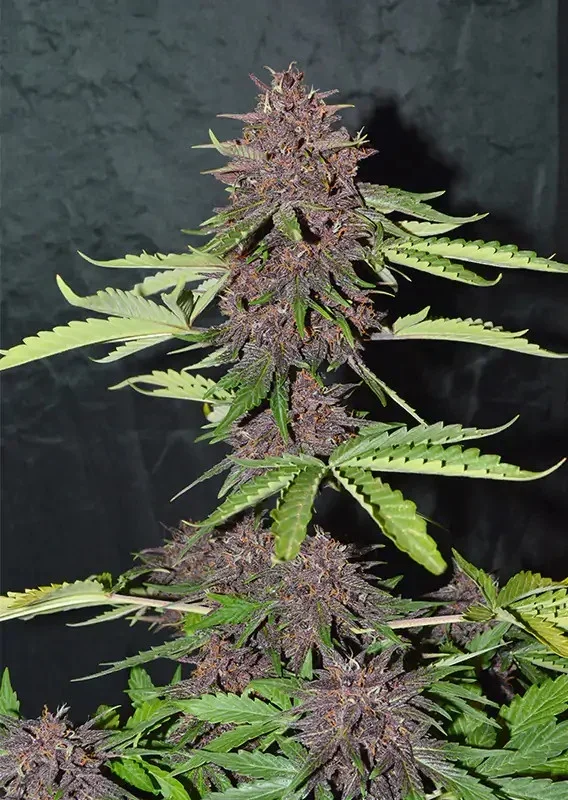 Cbd Blackberry Kush