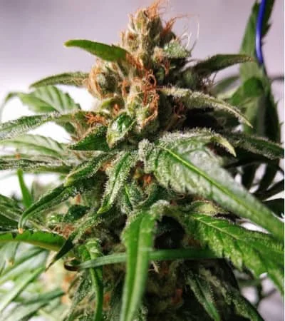 Pineapple 2