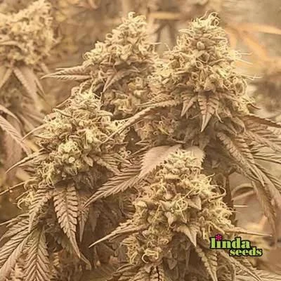 Lemon Cherry Gelato 2