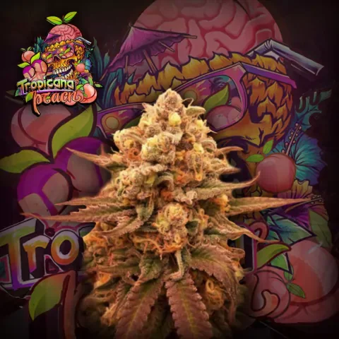 Tropicana Peach Crazyseeds 2