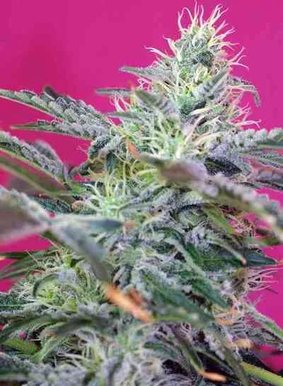 Sweet Cheese