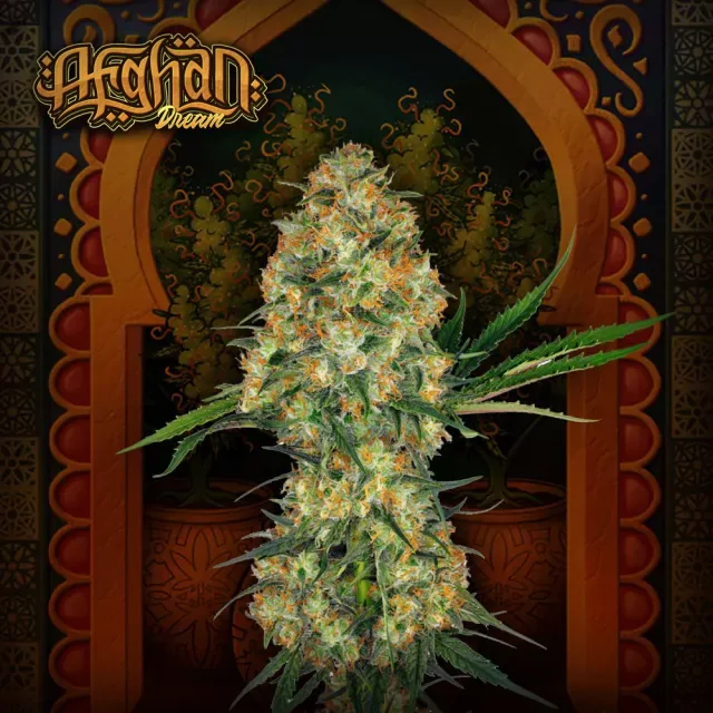 Afghan Dream