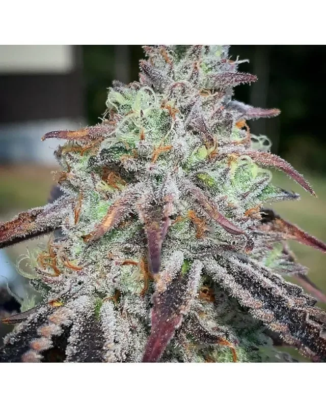 Purple Diesel