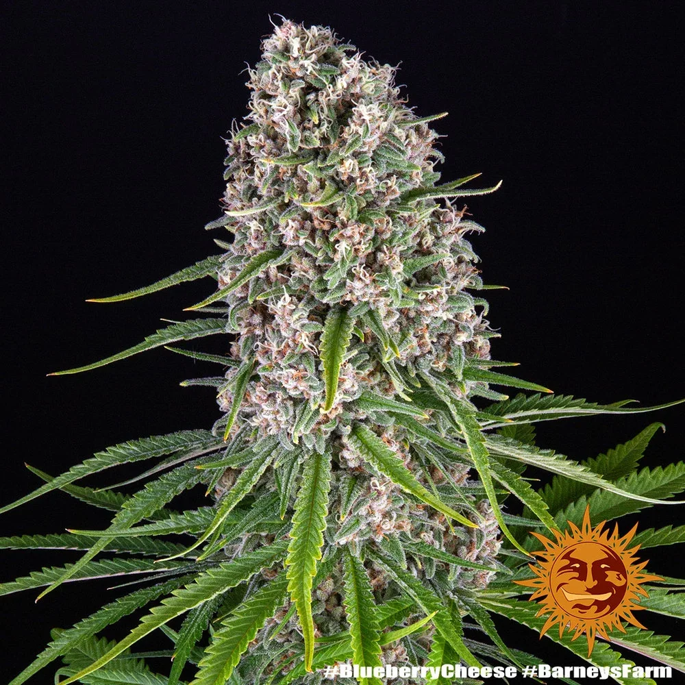 Blue Cheese