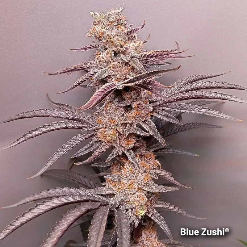 Blue Zushi